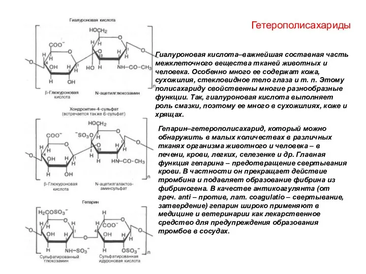 Гетерополисахариды Гиалуроновая кислота–важнейшая составная часть межкле­точного вещества тканей животных и
