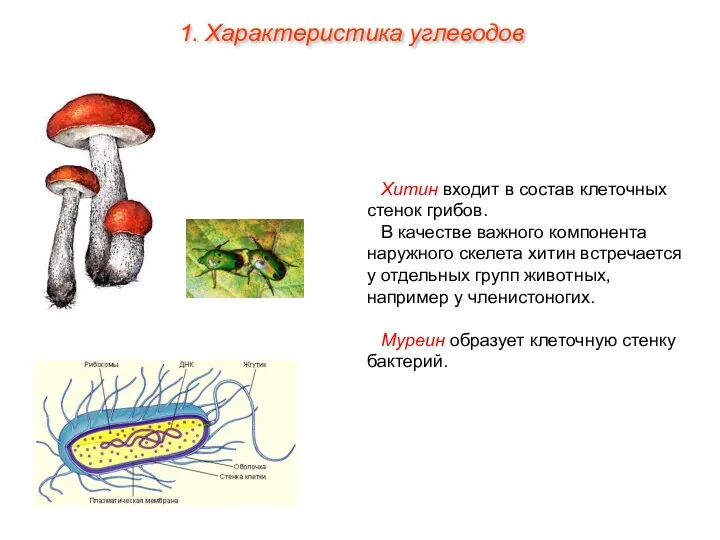 Хитин входит в состав клеточных стенок грибов. В качестве важного