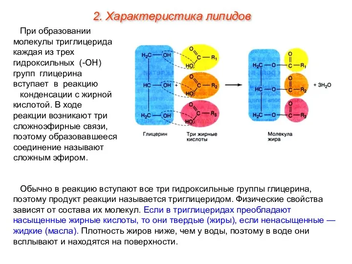 При образовании молекулы триглицерида каждая из трех гидроксильных (-ОН) групп