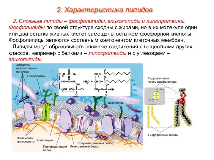 2. Сложные липиды – фосфолипиды, гликолипиды и липопротеины. Фосфолипиды по