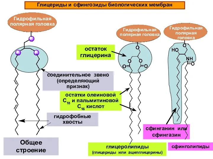 Общее строение Глицериды и сфингозиды биологических мембран глицеролипиды (глицериды или ацилглицерины) сфинголипиды