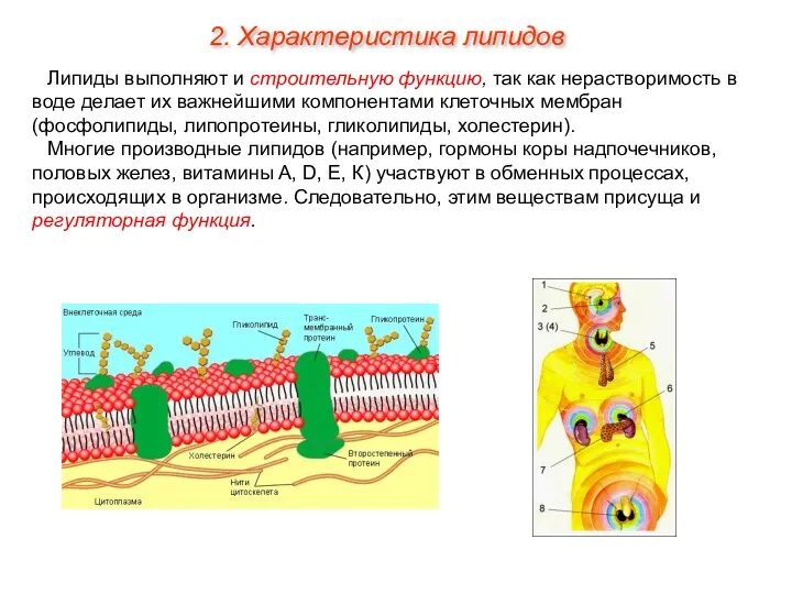 Липиды выполняют и строительную функцию, так как нерастворимость в воде