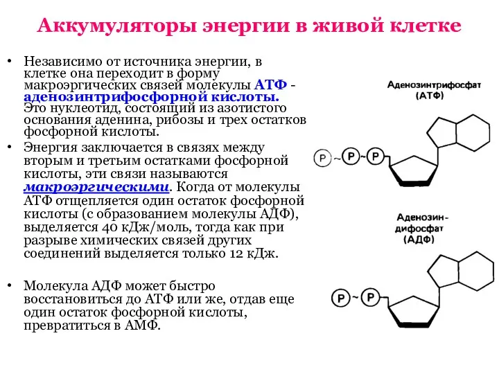 Аккумуляторы энергии в живой клетке Независимо от источника энергии, в