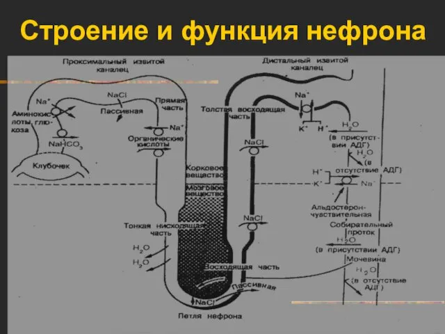 Строение и функция нефрона