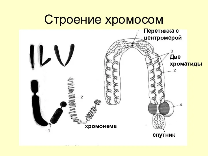 Строение хромосом спутник Перетяжка с центромерой Две хроматиды хромонема