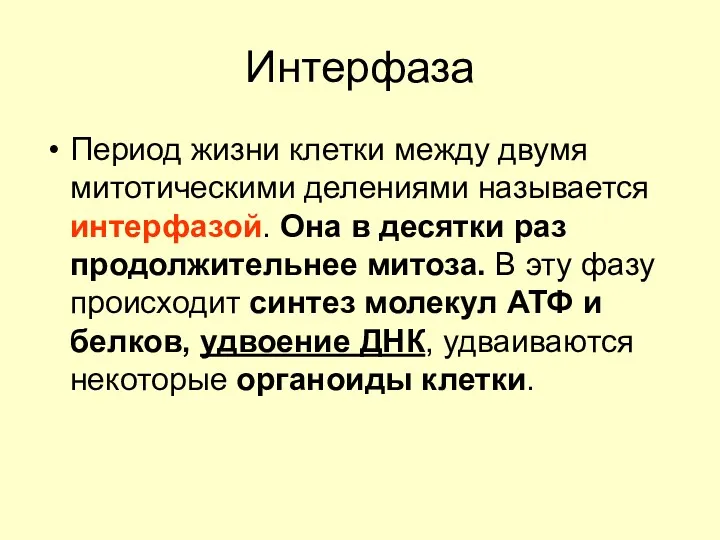 Интерфаза Период жизни клетки между двумя митотическими делениями называется интерфазой.