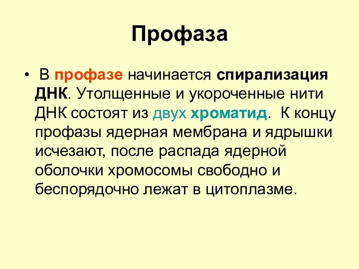 Профаза В профазе начинается спирализация ДНК. Утолщенные и укороченные нити