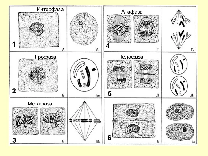 Интерфаза Профаза Метафаза Анафаза Телофаза 1 2 3 4 5 6