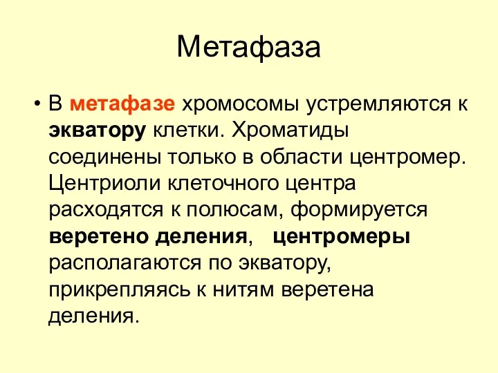 Метафаза В метафазе хромосомы устремляются к экватору клетки. Хроматиды соединены