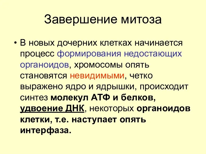 Завершение митоза В новых дочерних клетках начинается процесс формирования недостающих