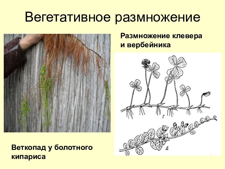 Вегетативное размножение Веткопад у болотного кипариса Размножение клевера и вербейника
