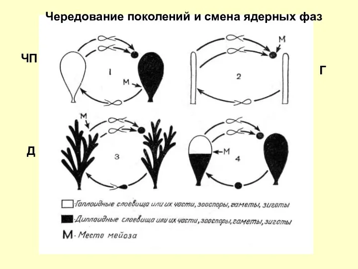 Чередование поколений и смена ядерных фаз Д Г ЧП