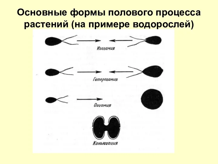 Основные формы полового процесса растений (на примере водорослей)