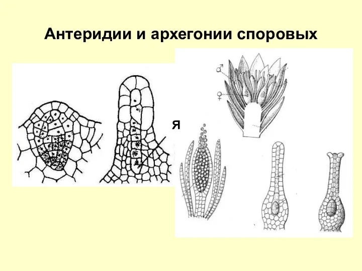 Антеридии и архегонии споровых Я