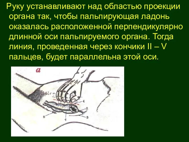 Руку устанавливают над областью проекции органа так, чтобы пальпирующая ладонь оказалась расположенной перпендикулярно