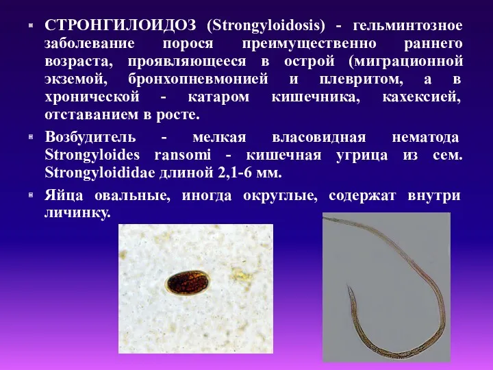 СТРОНГИЛОИДОЗ (Strongyloidosis) - гельминтозное заболевание порося преимущественно раннего возраста, проявляющееся