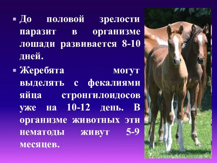 До половой зрелости паразит в организме лошади развивается 8-10 дней. Жеребята могут выделять