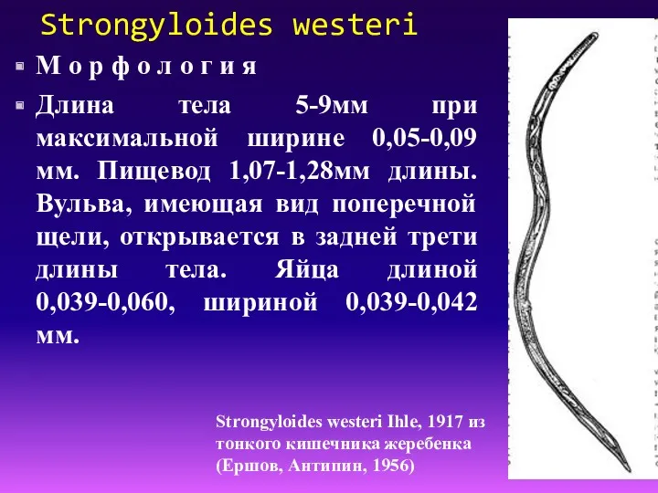 Strongyloides westeri М о р ф о л о г