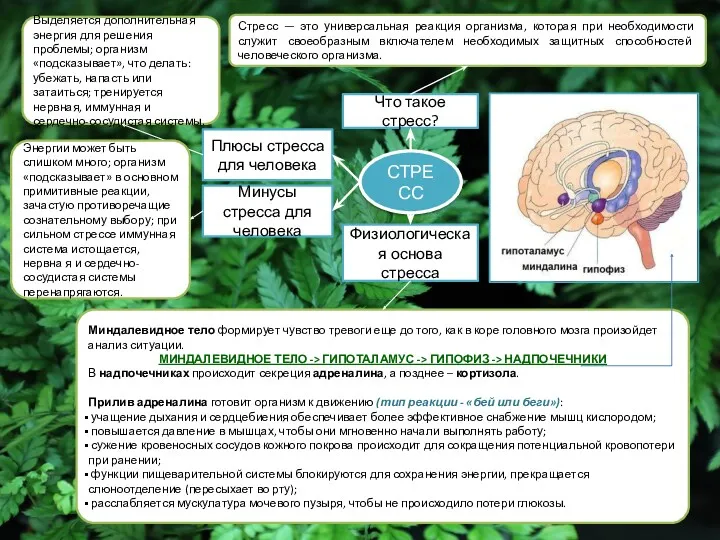 СТРЕСС Что такое стресс? Физиологическая основа стресса Плюсы стресса для
