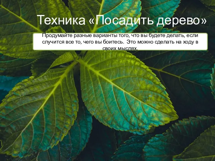 Техника «Посадить дерево» Продумайте разные варианты того, что вы будете