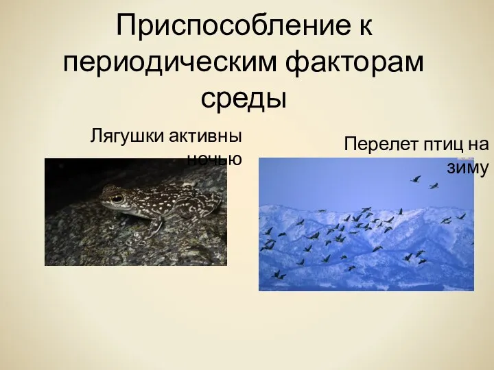 Приспособление к периодическим факторам среды Перелет птиц на зиму Лягушки активны ночью