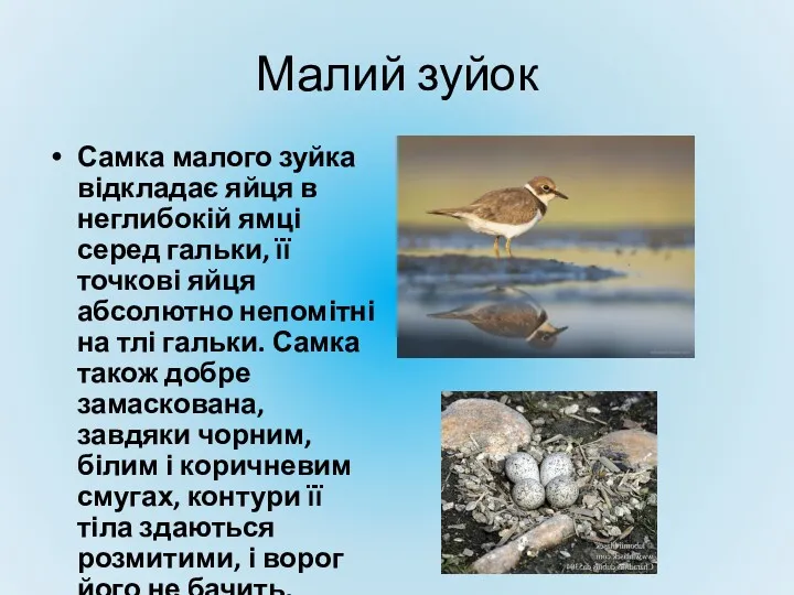 Малий зуйок Самка малого зуйка відкладає яйця в неглибокій ямці