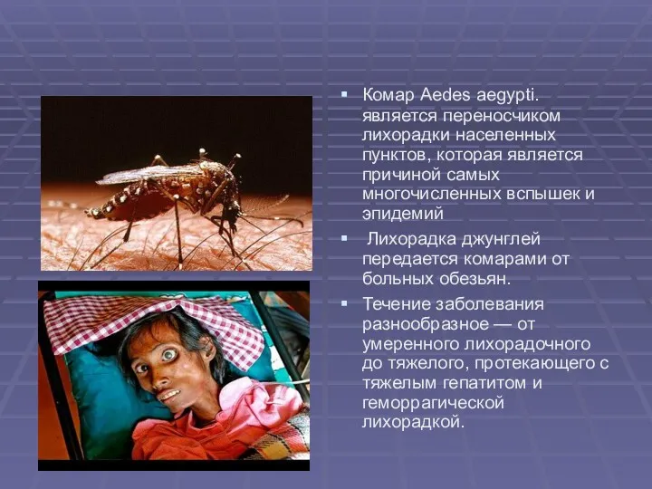 Комар Aedes aegypti. является переносчиком лихорадки населенных пунктов, которая является