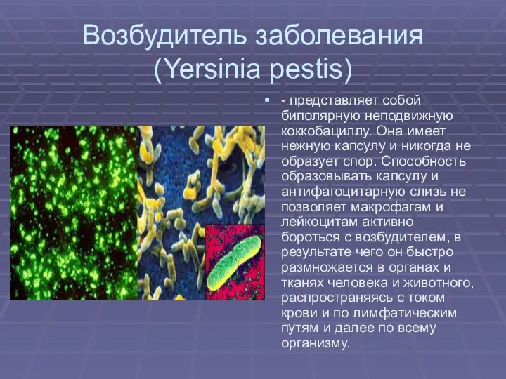 Возбудитель заболевания (Yersinia pestis) - представляет собой биполярную неподвижную коккобациллу.