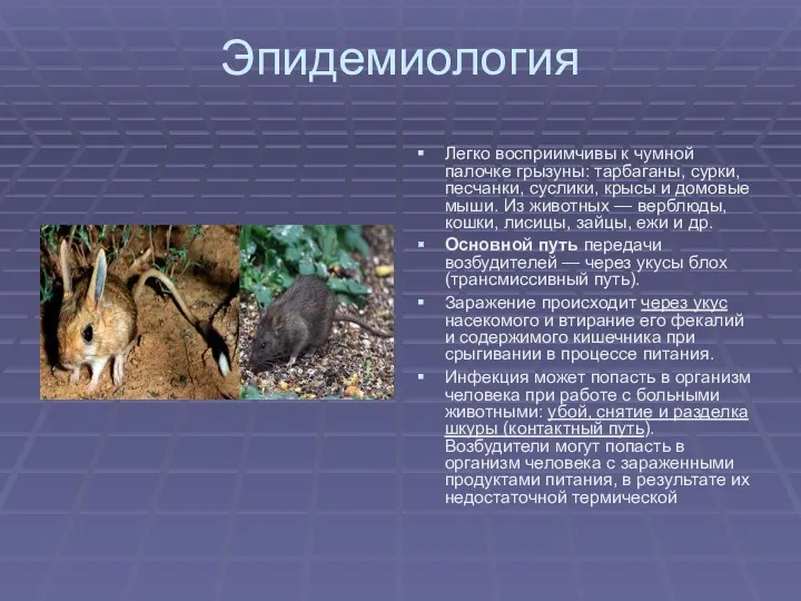 Эпидемиология Легко восприимчивы к чумной палочке грызуны: тарбаганы, сурки, песчанки,