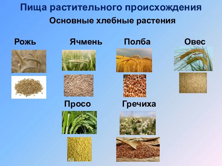 Пища растительного происхождения Основные хлебные растения Рожь Ячмень Полба Овес Просо Гречиха