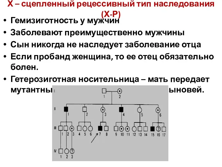 Х – сцепленный рецессивный тип наследования (Х-Р) Гемизиготность у мужчин Заболевают преимущественно мужчины