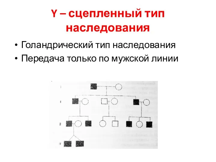 Y – сцепленный тип наследования Голандрический тип наследования Передача только по мужской линии