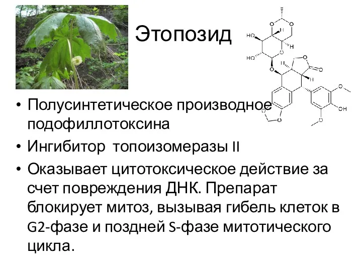 Этопозид Полусинтетическое производное подофиллотоксина Ингибитор топоизомеразы II Оказывает цитотоксическое действие