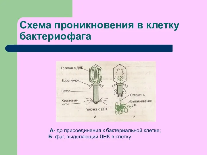 Схема проникновения в клетку бактериофага А- до присоединения к бактериальной