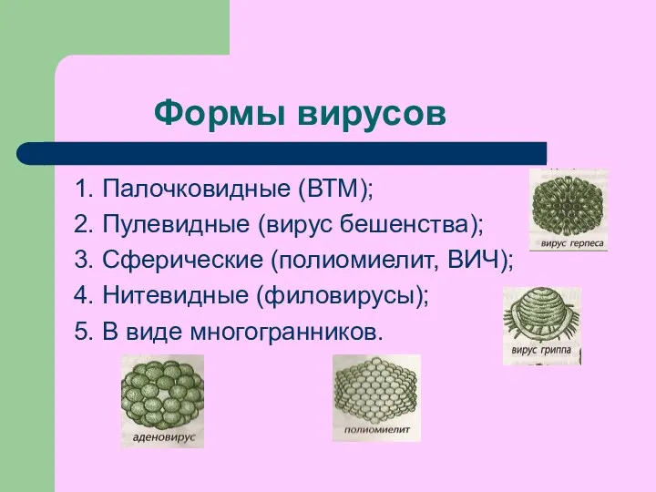 Формы вирусов 1. Палочковидные (ВТМ); 2. Пулевидные (вирус бешенства); 3.