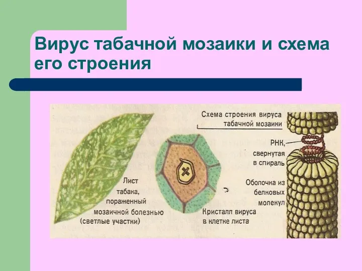 Вирус табачной мозаики и схема его строения