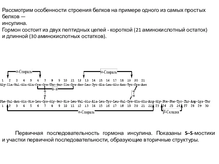 Рассмотрим особенности строения белков на примере одного из самых простых