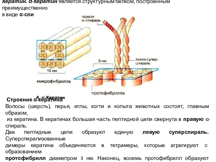 Кератин. α-Кератин является структурным белком, построенным преимущественно в виде α-спирали: