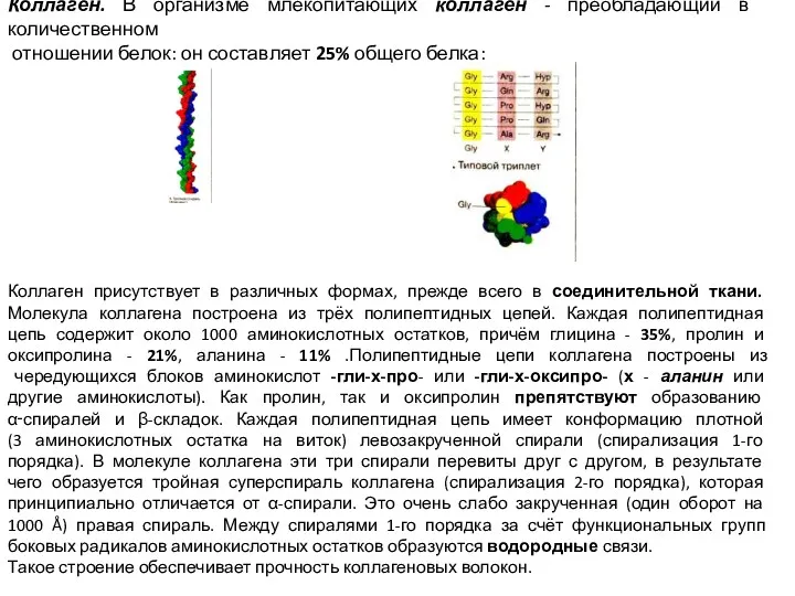 Коллаген. В организме млекопитающих коллаген - преобладающий в количественном отношении