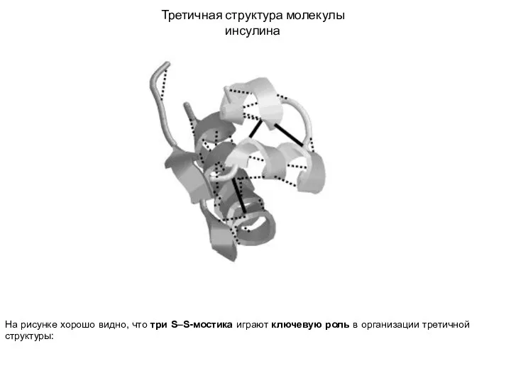 На рисунке хорошо видно, что три S–S-мостика играют ключевую роль