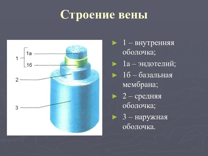 Строение вены 1 – внутренняя оболочка; 1а – эндотелий; 1б