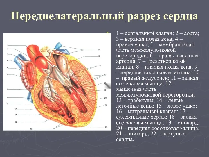 Переднелатеральный разрез сердца 1 – аортальный клапан; 2 – аорта;