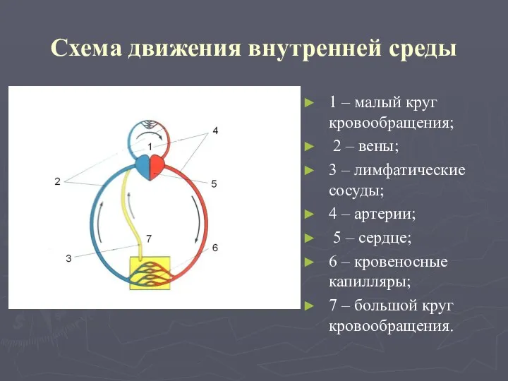 Схема движения внутренней среды 1 – малый круг кровообращения; 2