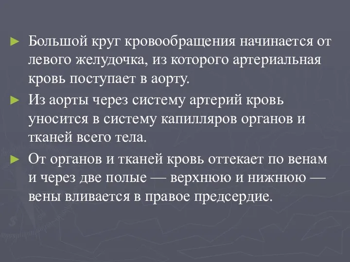 Большой круг кровообращения начинается от левого желудочка, из которого артериальная