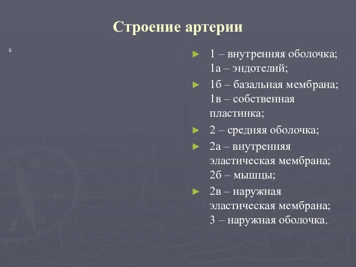 Строение артерии 1 – внутренняя оболочка; 1а – эндотелий; 1б