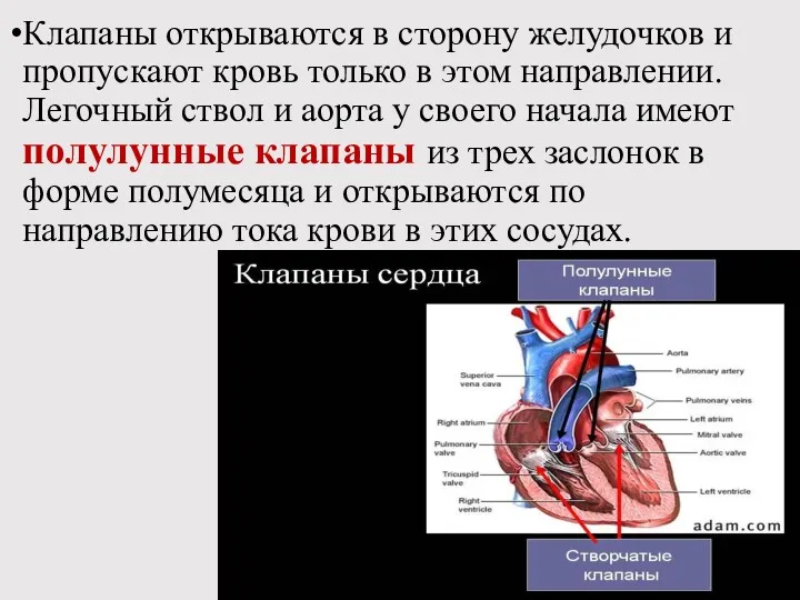 Клапаны открываются в сторону желудочков и пропускают кровь только в