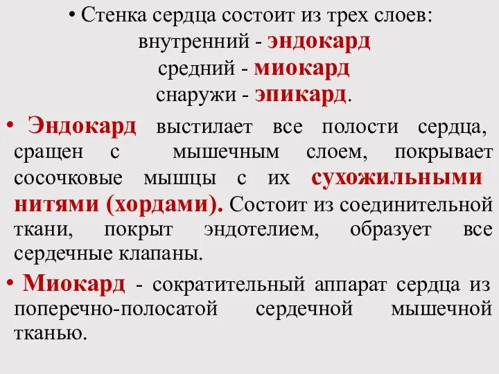 Стенка сердца состоит из трех слоев: внутренний - эндокард средний