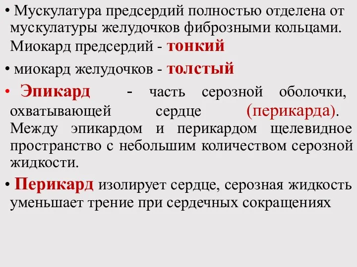 Мускулатура предсердий полностью отделена от мускулатуры желудочков фиброзными кольцами. Миокард