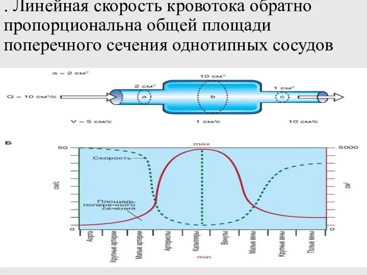 . Линейная скорость кровотока обратно пропорциональна общей площади поперечного сечения однотипных сосудов