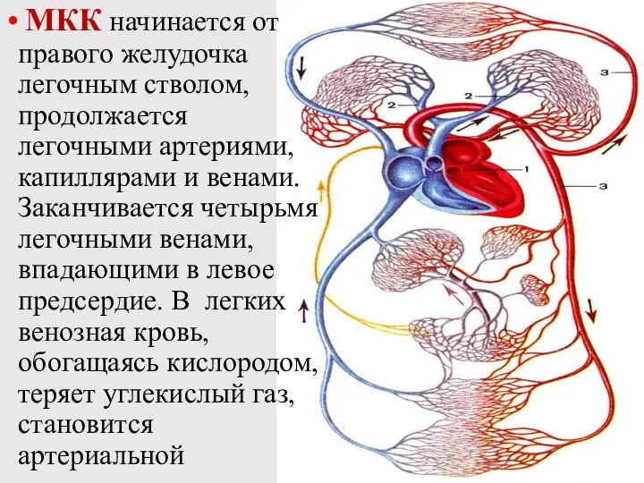 МКК начинается от правого желудочка легочным стволом, продолжается легочными артериями,